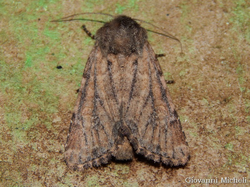 Noctuidae:  Luperina testacea